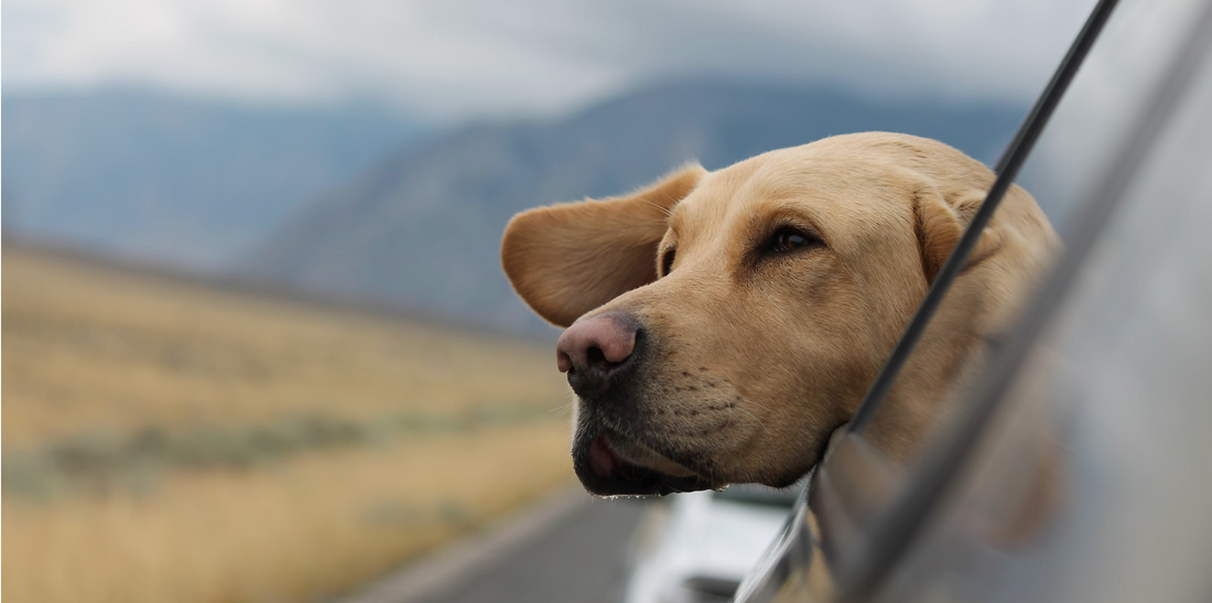 Pet Holiday Travel: The Essential List