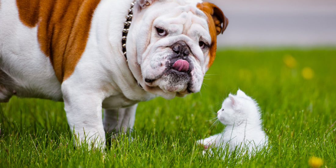 Bulldog looking at camera, not sure about the kitten sitting in front of them.